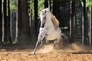 Die-schönsten-Pferderassen---Andalusier