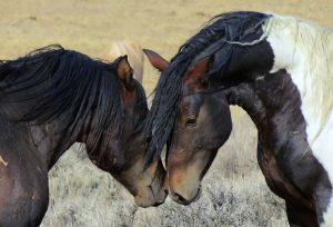 Die-schönsten-Pferderassen---Mustangs