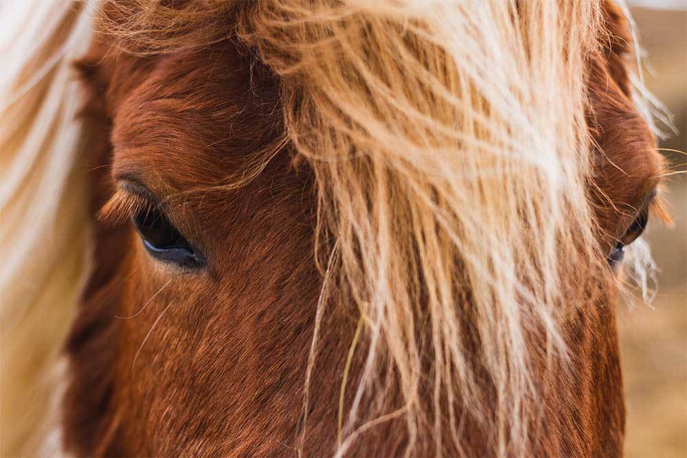 closeup of an icelandic horse under the sunlight in iceland