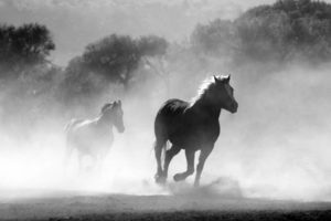 Die schönsten Pferderassen