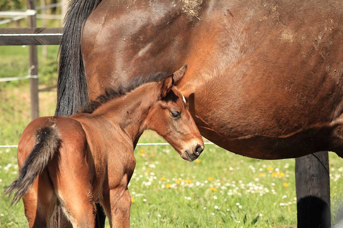 Pferdefutter - Fohlen-mit-seiner-Mutter